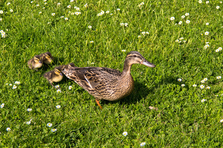 鸭市 ducklings.walk