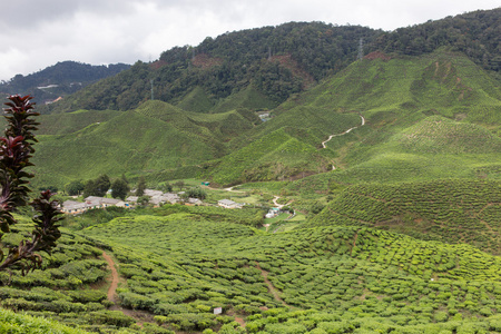 马来西亚金马伦高原的茶园