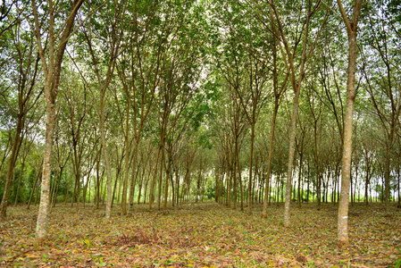 橡胶树或巴西橡胶树种植场