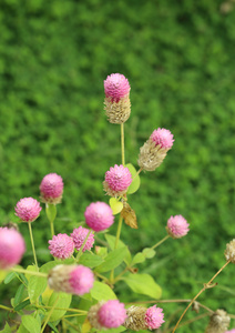 世界各地苋菜或 gomphrena 棕囊藻花