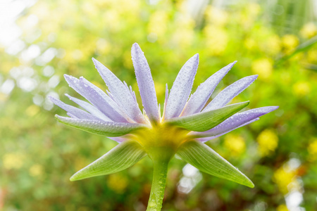 紫色莲花