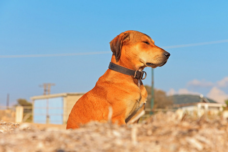在科孚岛在夏天的海滩上的流浪狗。爱奥尼亚海岛屿。格雷克