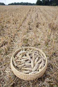 小麦农场场收获后的柳条板中的耳朵