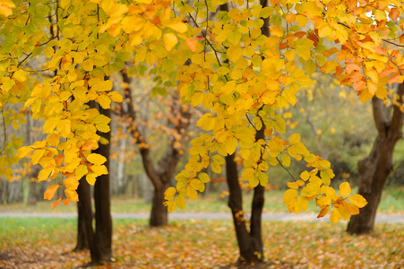 美丽多彩的秋天树叶的集合