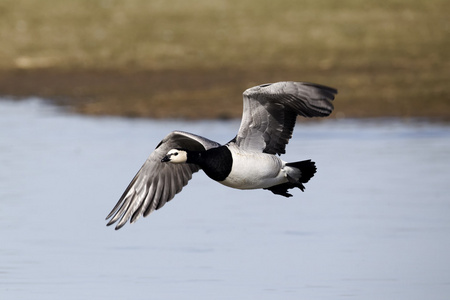 白额黑雁，branta leucopsis