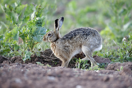 棕色野兔，天兔座 europaeus