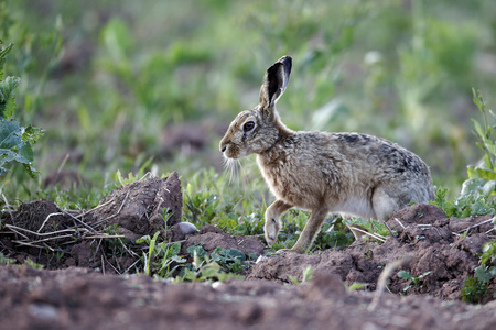 棕色野兔，天兔座 europaeus