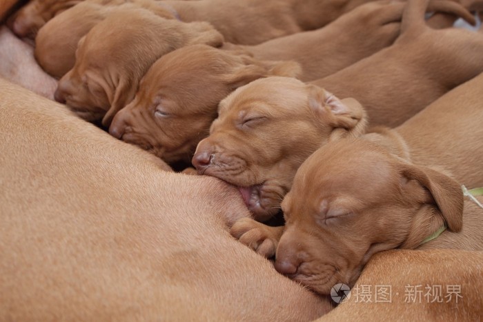 时间的食物,养活匈牙利猎犬的小狗,母乳喂养