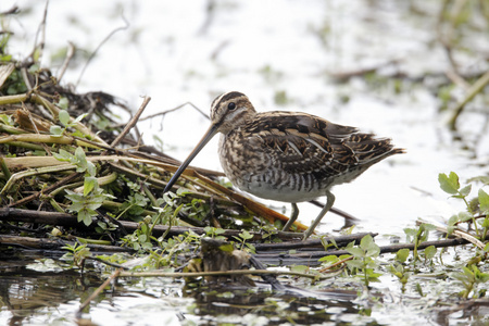 常见只鹬，gallinago gallinago