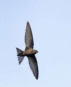 swift apus apus