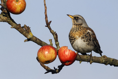 fieldfare，鸫 pilaris