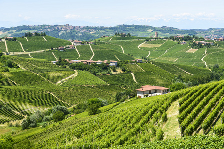 langhe 葡萄园