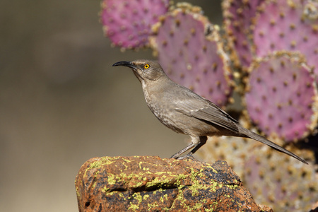 曲线记帐舍，toxostoma curvirostre