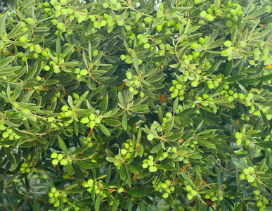 绿橄榄树