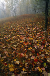 堕落的秋叶，在雾里，巨大的黑烟山国家公园的森林