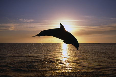 宽吻海豚跳跃 日落，加勒比海的剪影