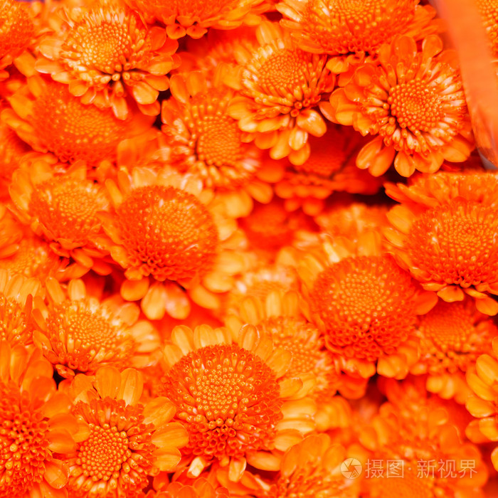橙色chrysanthhemum