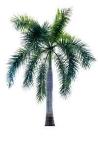 孤立在白色背景上的棕榈树