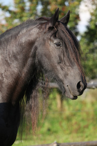 美丽 friesian 马机智长鬃毛