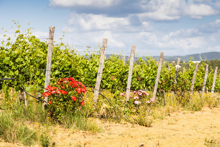 托斯卡纳 wineyard