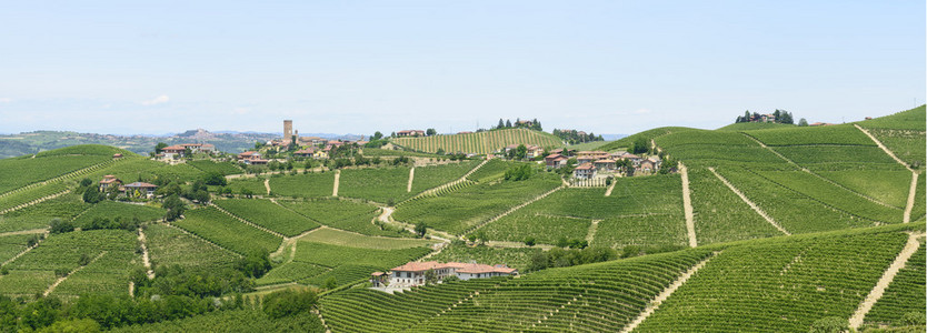 langhe 葡萄园