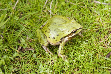 太平洋树蛙 pseudacris regilla 坐在草地上