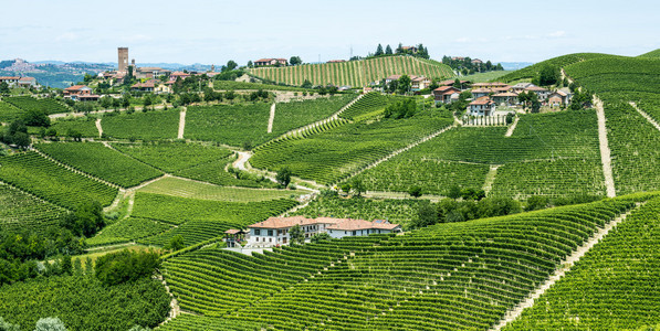 langhe 葡萄园