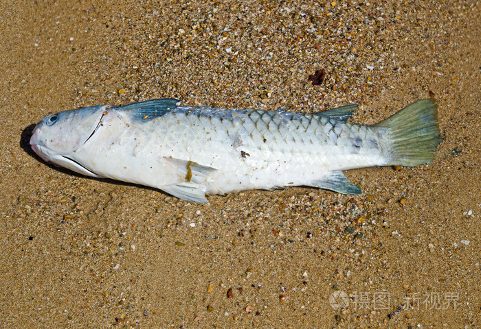 在海滩上的死鱼