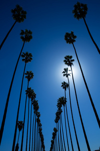 在行典型加州 la 洛杉矶棕榈树
