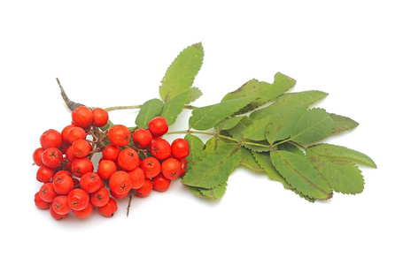 与红色浆果和绿叶隔离上白 backgro ashberry
