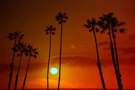 加州高棕榈树落日的天空 silohuette