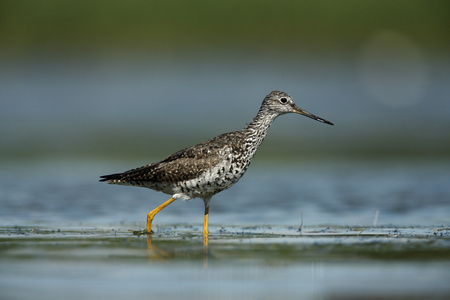 更大的 yellowlegs，tringa 分区