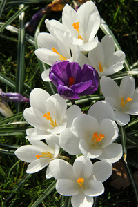 在春天的阳光下的白色 crocusus