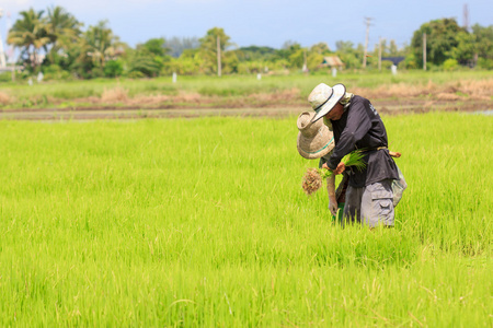 农夫在农场的泰国大米厂房的工作