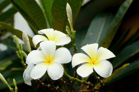 白色和黄色素馨花
