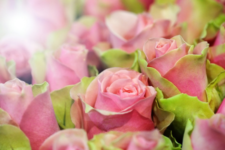 美丽的 bicolour 粉红玫瑰