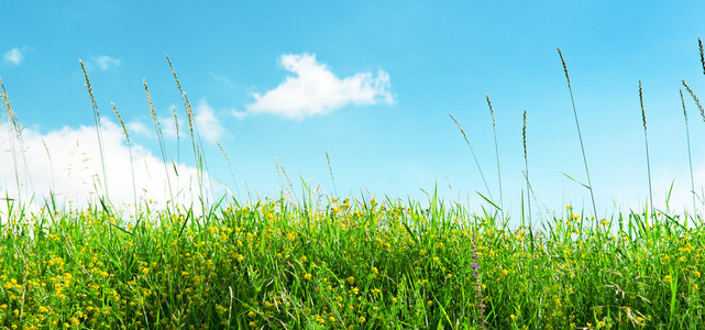 草甸与绿草和蓝蓝的天空