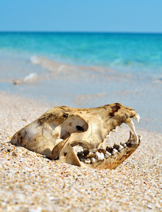 狗头骨在海滩上