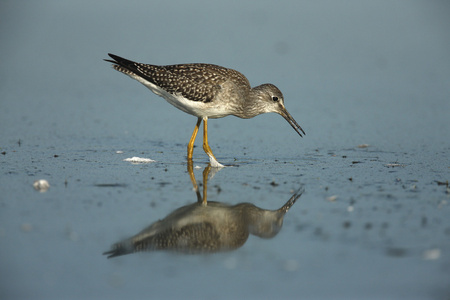 较小的 yellowlegs，tringa 螟