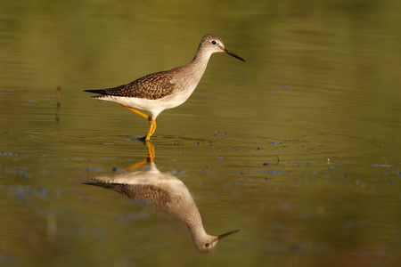 较小的 yellowlegs，tringa 螟