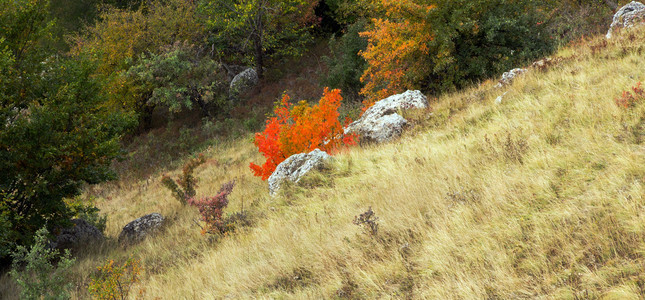 秋天的颜色木材在山中