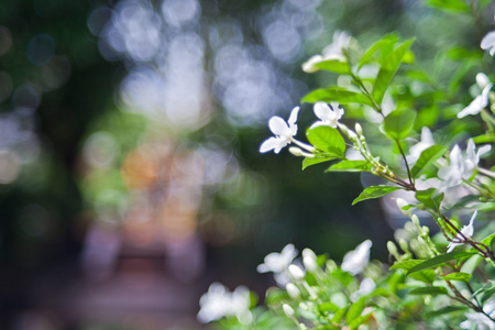 散景背景上的白花