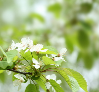 Sakura blossom樱花盛开