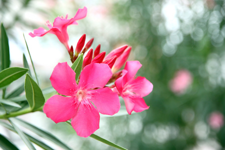 粉红色的花在花园里