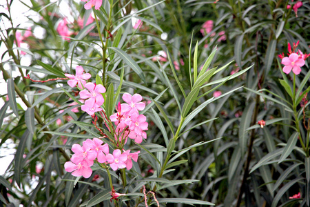 粉红色的花在花园里