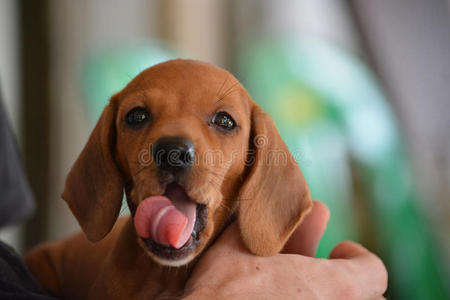 越南的一只可爱的小狗腊肠。