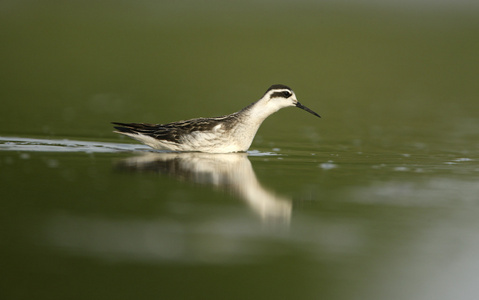 红颈 phalarope，phalaropus lobatus