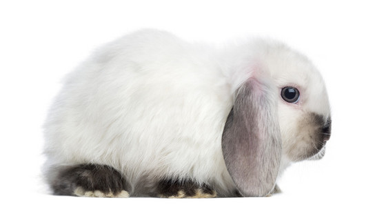 侧视图缎 mini 的罗布泊兔，孤立在白色