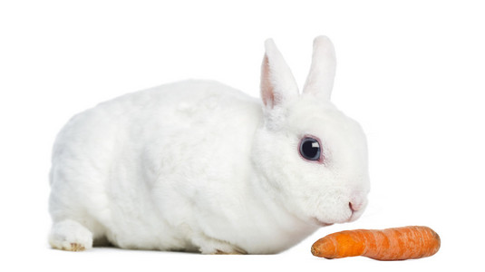 雷克斯兔嗅一根胡萝卜，孤立的 wh 迷你的侧视图