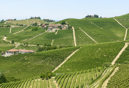 langhe 葡萄园